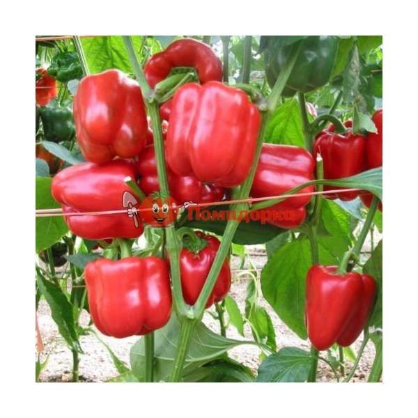 Перец РЕД ДЖЕТ F1 | RED JET F1 Rijk Zwaan, Фасовка - 100 семян