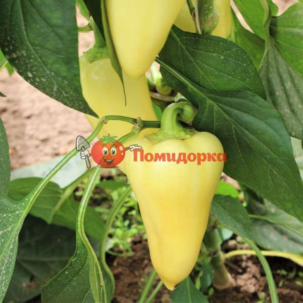 Перец СНОУВАЙТ F1 | SNOWWHITE F1 Rijk Zwaan, Фасовка - 100 семян