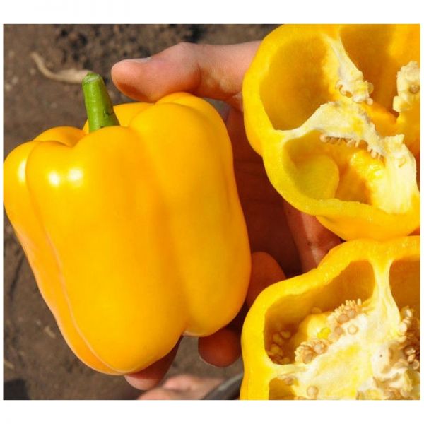 Перец Соланор F1 | Solanor F1 Clause, Фасовка - 1000 семян