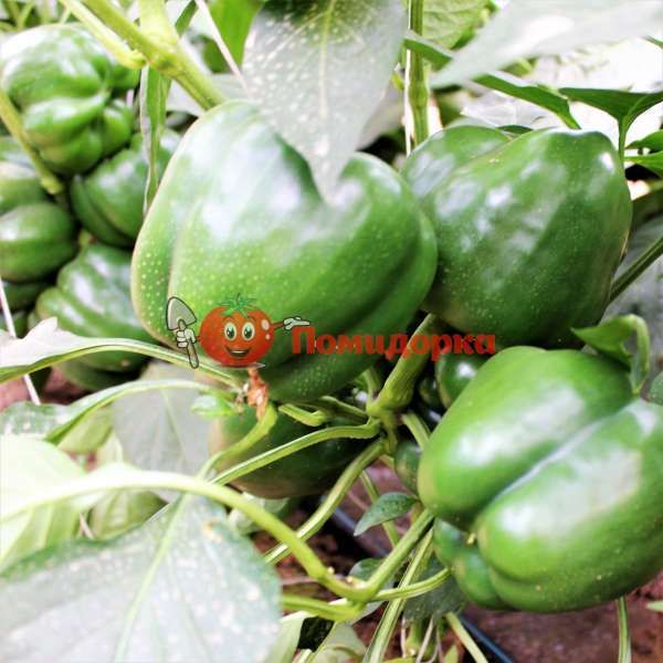 Перец СОНДЕЛА | SONDELA Rijk Zwaan, Фасовка - 100 семян