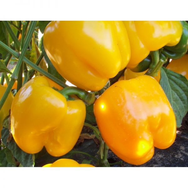 Перец Спрингбокс F1 | Springboks F1 Clause, Фасовка - 1000 семян