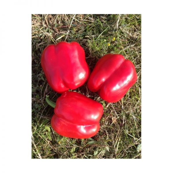 Перец Тибо F1 | Tibo F1 Clause, Фасовка - 1000 семян