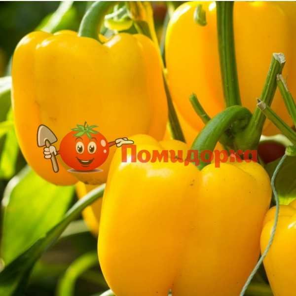 Перец ТУРБИН F1 | TURBIN F1 Bejo, Фасовка - 500 семян