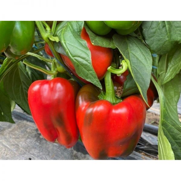 Перец Вангард F1 | Vangard F1 Clause, Фасовка - 1 шт