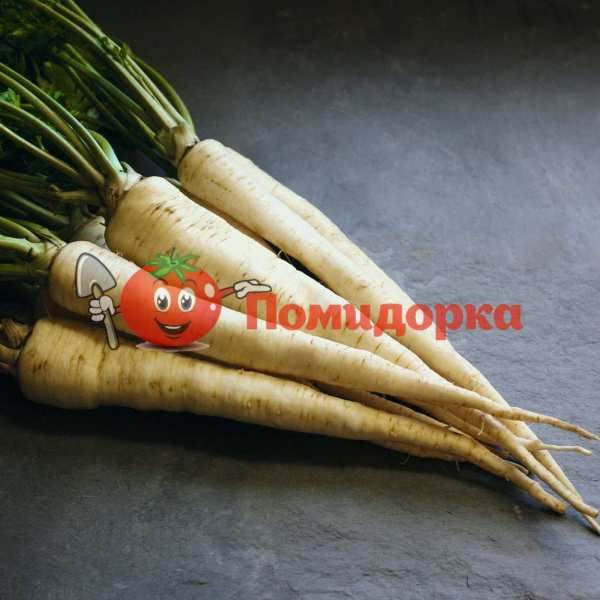 Петрушка корневая АРАТ | ARAT Bejo, Фасовка - 500 грамм