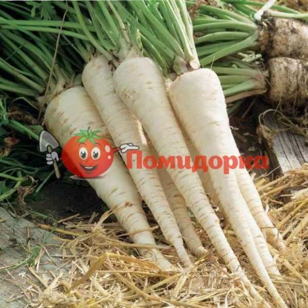 Петрушка корневая ИГЛ | EAGL Bejo, Фасовка - 500 грамм