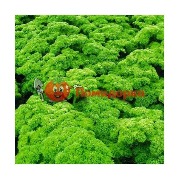 Петрушка кудрявая ПЕТРА | PETRA Bejo, Фасовка - 500 грамм