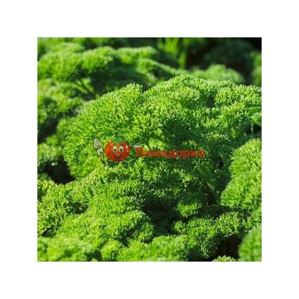 Петрушка кудрявая РИНА | RINA Rijk Zwaan, Фасовка - 10 гр