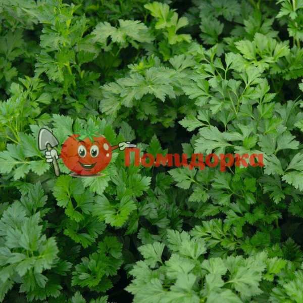 Петрушка листовая РИАЛТО | RIALTO Bejo, Фасовка - 500 грамм