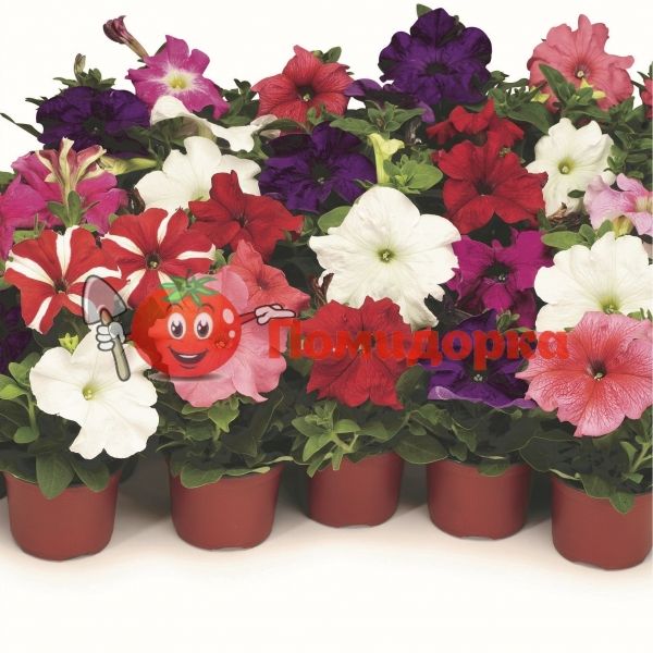 Петуния grandiflora F1 Tritunia mix Syngenta, Фасовка - 1000 семян