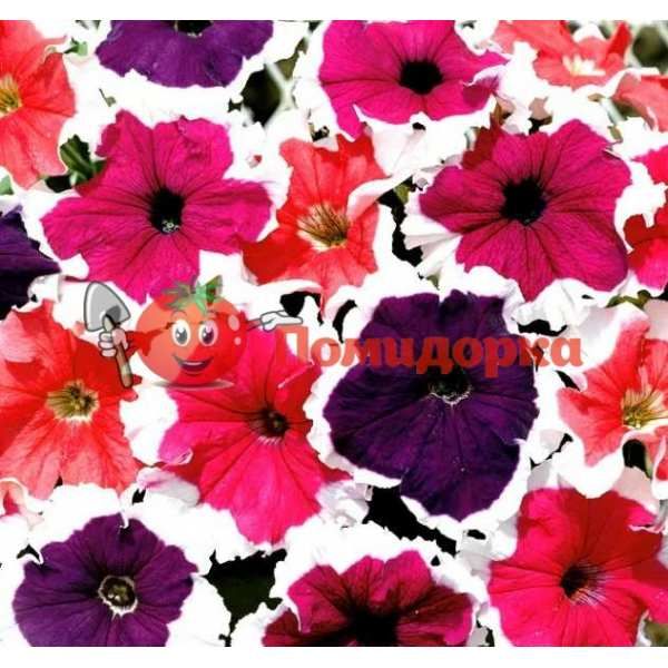 Петуния grandiflora HULAHOOP F1 HULAHOOP F1 SAKATA, Фасовка - 1000 семян