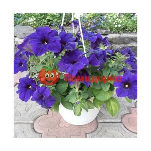 Петуния Grandiflora Pan American SuperCascade F1 Blue, Фасовка - 1000 семян