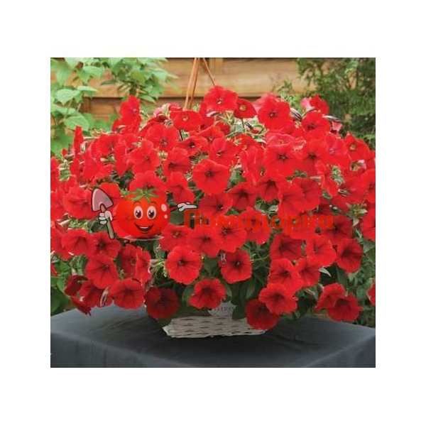 Петуния Grandiflora Pan American SuperCascade F1 Red, Фасовка - 1000 семян