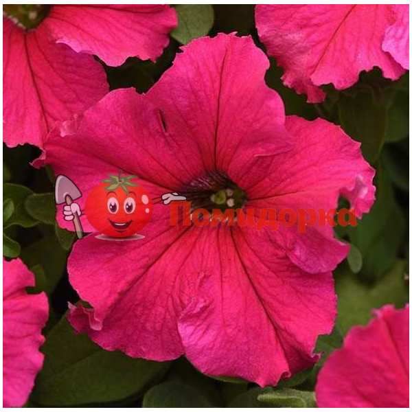 Петуния Grandiflora Pan American SuperCascade F1 Rose, Фасовка - 1000 семян