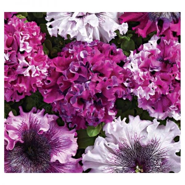 Петуния грандифлора Триумф F1 mix Cerny, Фасовка - 20 шт