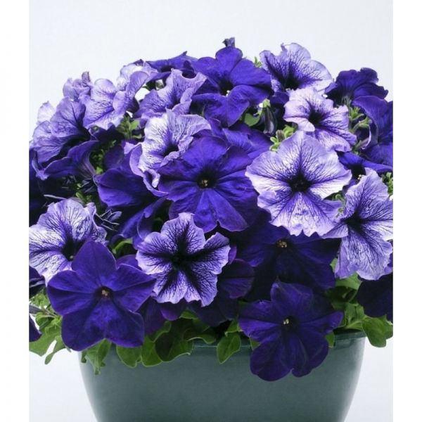 Петуния грандифлора Тритуния F1 | Petunia grandiflora Tritunia F1 Syngenta Flowers 20 шт, Фасовка - Фрост (ободок) - микс 20 драже