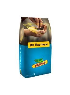 Семена озимого рапса ДК ПЛАТИНУМ