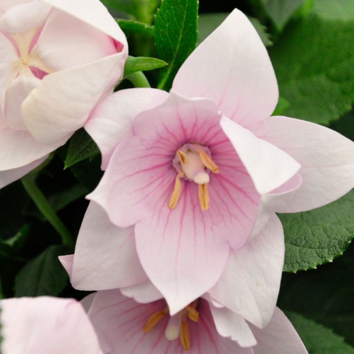 Платикодон Астра F1 | Platycodon grandiflorus Astra F1 Sakata, Фасовка - Светло-розовый - 100 семян