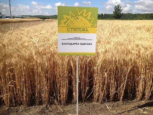 Насіння озимої пшениці БЛАГОДАРКА ОДЕСЬКА, ЕЛІТА