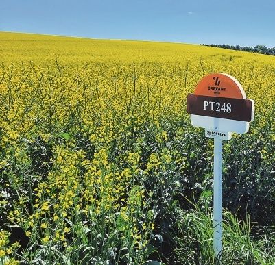 Насіння озимого ріпаку ПТ248 (PT248)  Насіння озимого ріпаку ПТ248 (PT248)