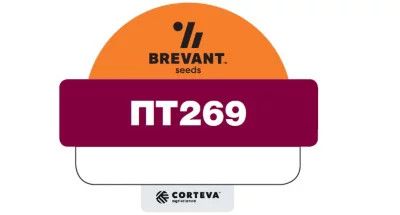 Насіння озимого ріпаку PT269 (ПТ269) Насіння озимого ріпаку PT269 (ПТ269)