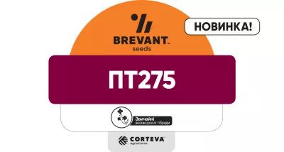 Насіння озимого ріпаку PT275 (ПТ275)  Насіння озимого ріпаку PT275 (ПТ275)