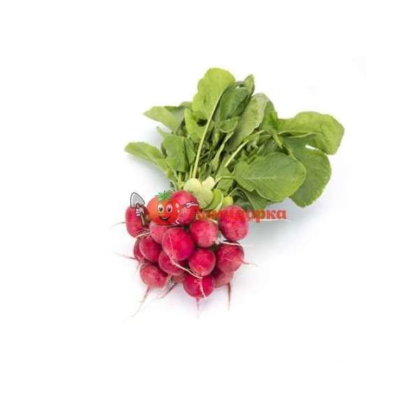 Редис АРЛИ F1 | ARLEY F1 Rijk Zwaan калибр меньше 3.00, Фасовка - 25 000 семян