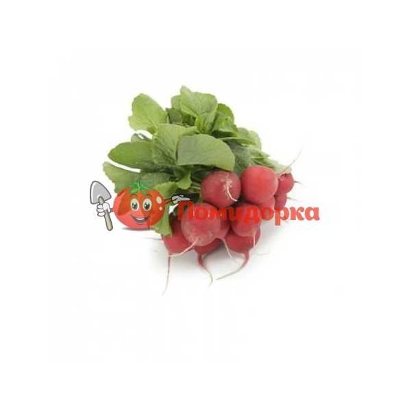 Редис БЕЛСЕЙ F1 | BELSAY F1 Rijk Zwaan (калибр 2.25-3.25), Фасовка - 25 000 семян