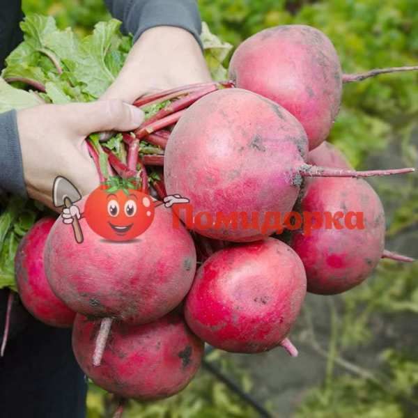 РЕДИС ДАЙКОН KS 2078 F1| KS 2078 F1 Kitano, Фасовка - 50 гр