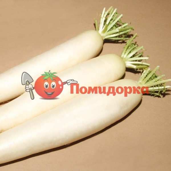 Редис Дайкона ТИТАН F1 | TITAN F1 Kitano, Фасовка - 250 грамм