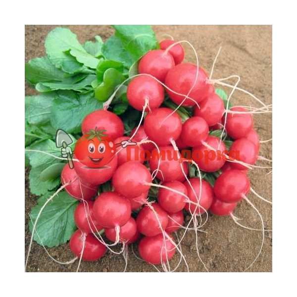 Редис РОЛЕКС F1 | ROLEX F1 Bejo (2.50-2.750), Фасовка - 50 000 семян