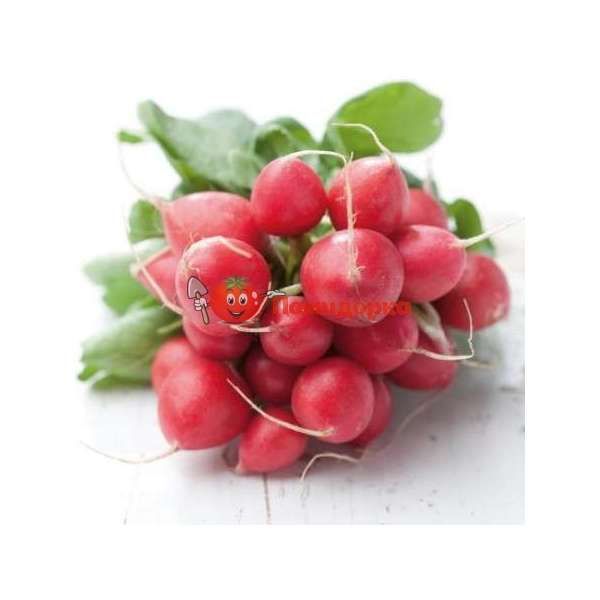 Редис РОНДИЛ | RONDEEL Rijk Zwaan, Фасовка - 50 гр