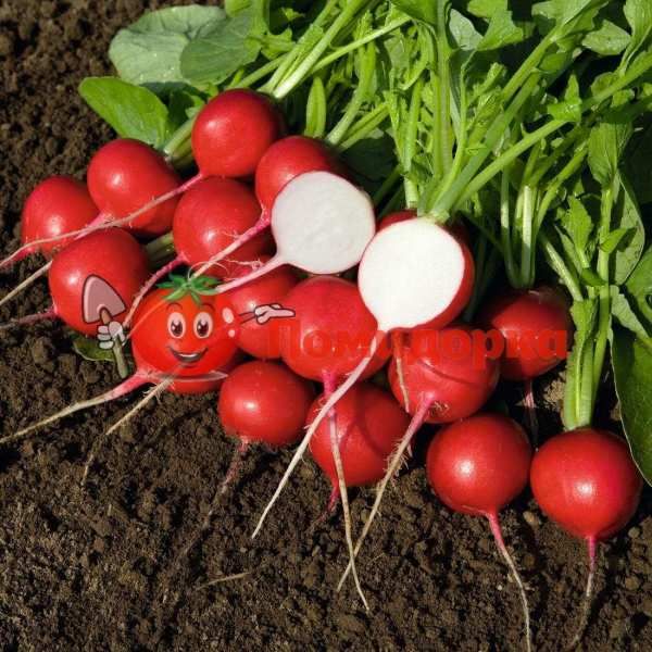 Редис РОВЕР F1 | ROVER F1 Bejo (2.25-2.50), Фасовка - 50 000 семян