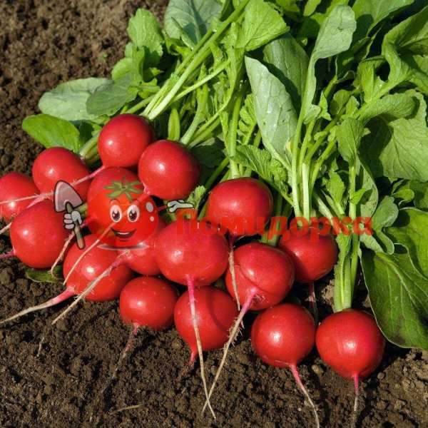 Редис РОВЕР F1 | ROVER F1 Bejo (2.50-2.750), Фасовка - 50 000 семян