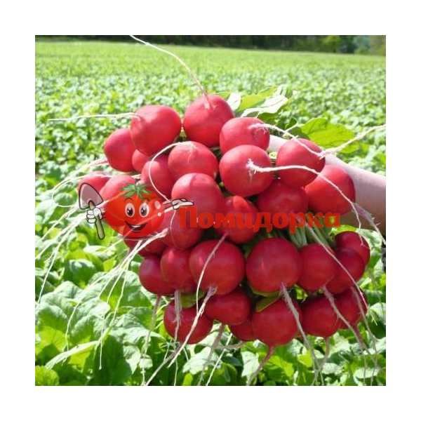 Редис РОЗЕТTА F1 | ROSETTA F1 Bejo (2.75-3.00), Фасовка - 50 000 семян