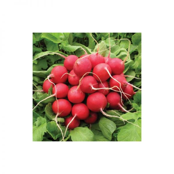 Редис СОРА | SORA Hild (Yuksel), Фасовка - 250 семян