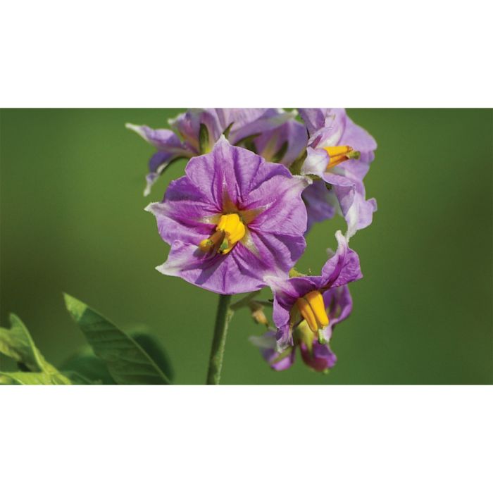 Инсектицид Регент, 20G, г, 10 кг (BASF)