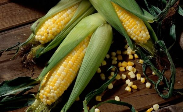 Насіння кукурудзи РОБСОН Насіння кукурудзи РОБСОН