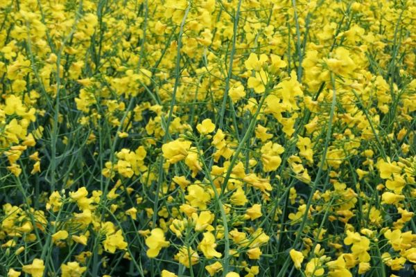Насіння озимого ріпаку Рохан  Насіння озимого ріпаку Рохан