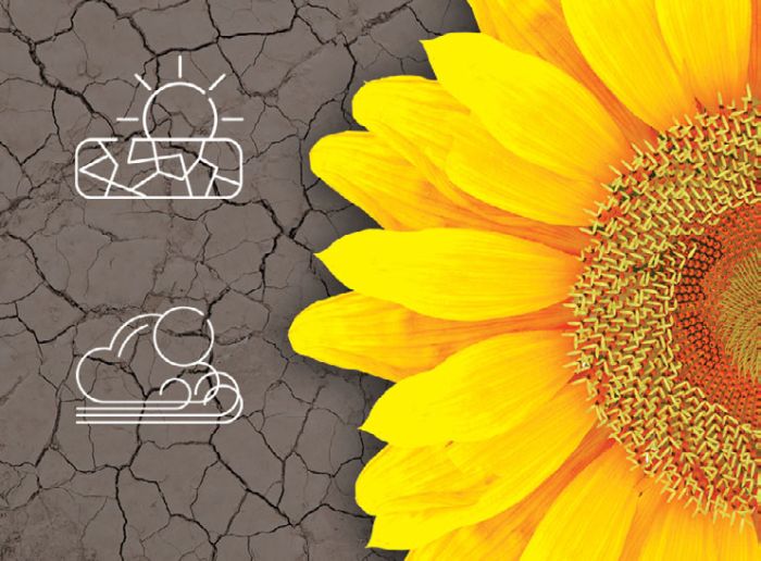 Семена подсолнечника СИ Розета КЛП под Евролайтинг Плюс (Syngenta) STANDART