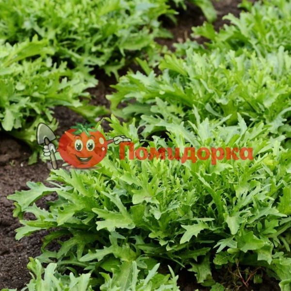 Руккола СИНОП | SINOPE Rijk Zwaan, Фасовка - 1 000 000 семян