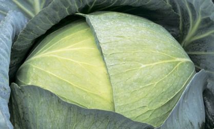 Капуста белокочанная среднепоздняя Саксессор F1, 2500 шт. семян, 110-115 дней (Syngenta)