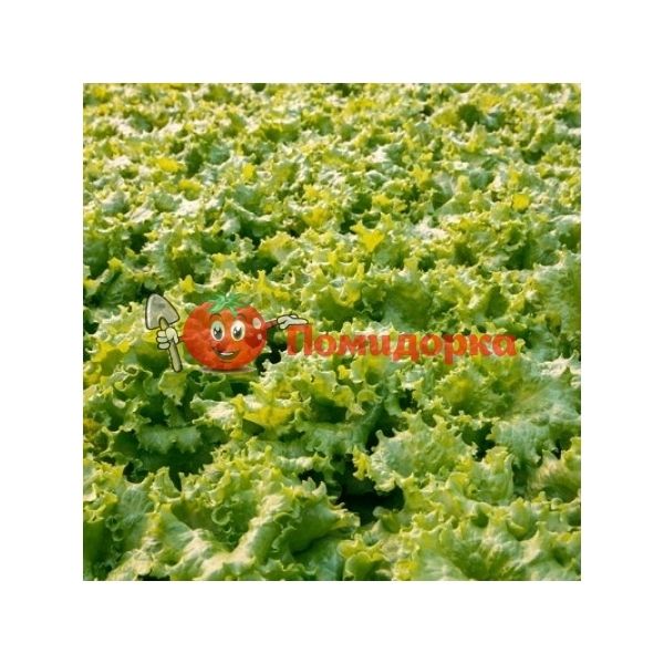 Салат АФИЦИОН | AFICION Rijk Zwaan, Фасовка - 5000 семян