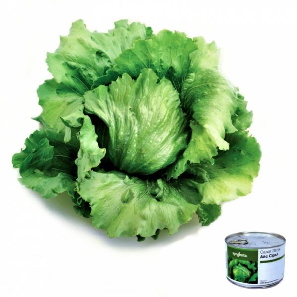 Салат айсберг АЙС СИРКЛ | ICE SIRCLE Syngenta, Фасовка - 5000 семян