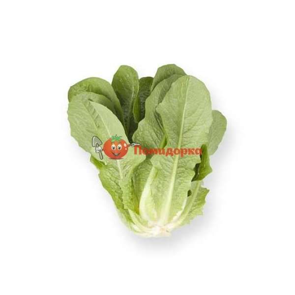 Салат АЙВОНА | AUVONA Rijk Zwaan, Фасовка - 5000 семян