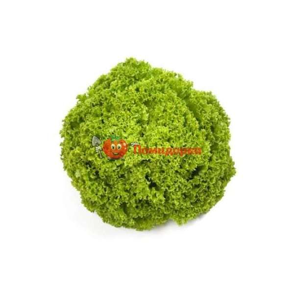 Салат АЛЕППО | ALEPPO Rijk Zwaan, Фасовка - 5000 семян