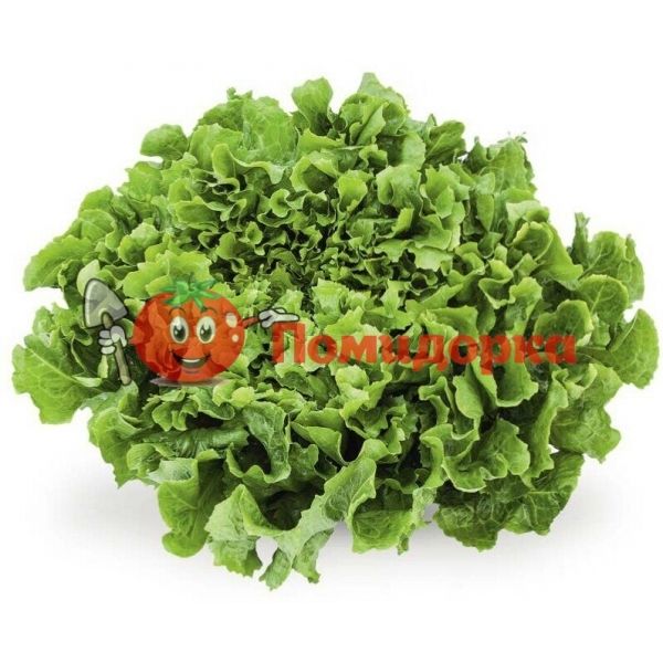 Салат АНКОНИ | ANCONI Rijk Zwaan, Фасовка - 5000 семян