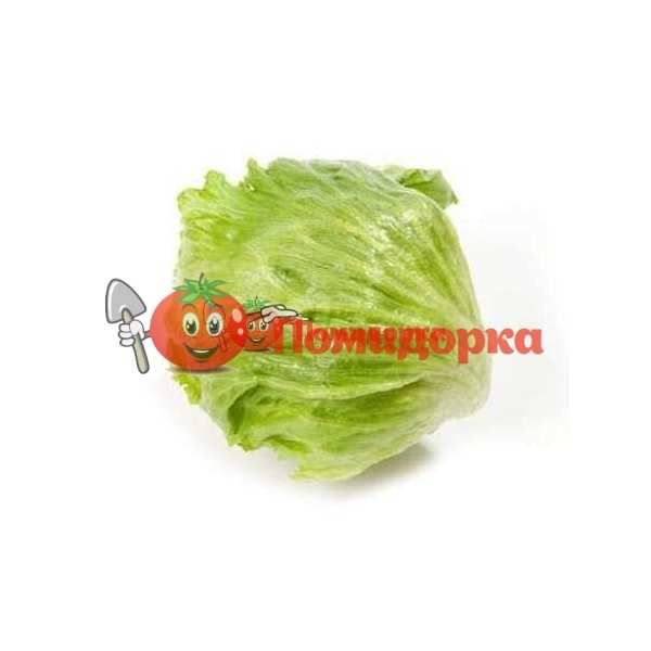 Салат АРУША | ARUSHA Rijk Zwaan, Фасовка - 5000 семян