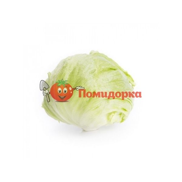 Салат АСМЕРА | ASMARA Rijk Zwaan, Фасовка - 5000 семян