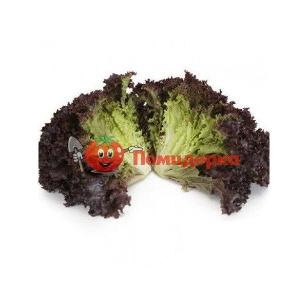 Салат АТМОС | ATHMOS Rijk Zwaan, Фасовка - 5000 семян